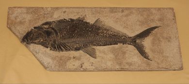 Ray-Finned Fish (Diplomystus dentatus), n.d.