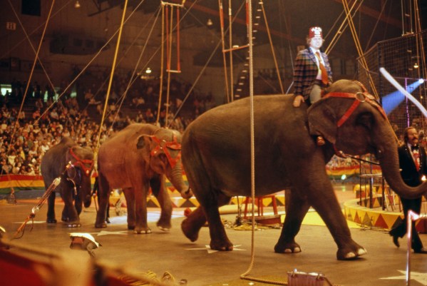 Circus elephants at Hadi Shrine Circus at Roberts Stadium, in the 1970s. Source: Schlamp-Meyer Collection, MSS 157-2050, University Archives and Special Collections, USI