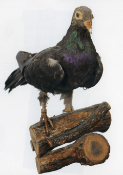 Homing Pigeon, President Wilson. U.S. Army Museum Support Center, Ft. Belvoir, VA. Source: "The Great War. U.S. Army art". Washington, D.C: Center of Military History, United States Army, 2018. Special Collections, D522 .G66 2018.