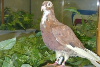 Homing Pigeon Mocker. Photo credit: CECOM Historical Office. Source: https://listverse.com/2016/07/05/10-heroic-wartime-pigeons/