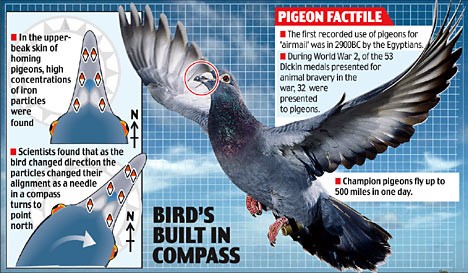 How a Homing Pigeon finds home. Source:https://tinyurl.com/rbpdrwf