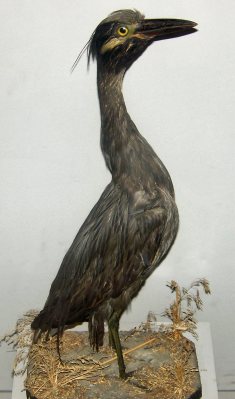 Male Yellow-Crowned Night Heron.